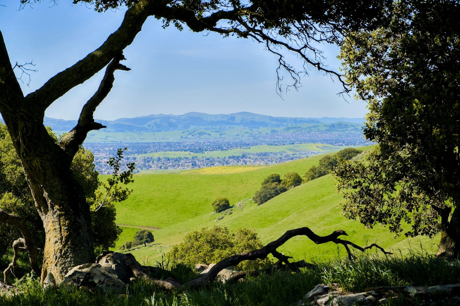 Green rolling hills overlooking suburban Fremont and the East Bay valley